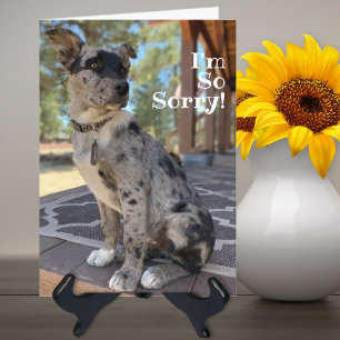 I'm Sorry Brindle Cattle Dog Belated Birthday Card