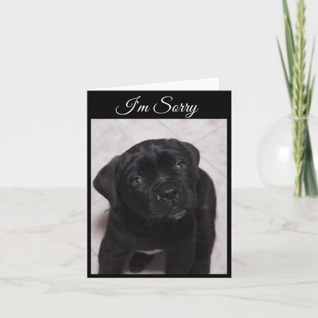 I'm Sorry Card - Mastiff Puppy (Front)