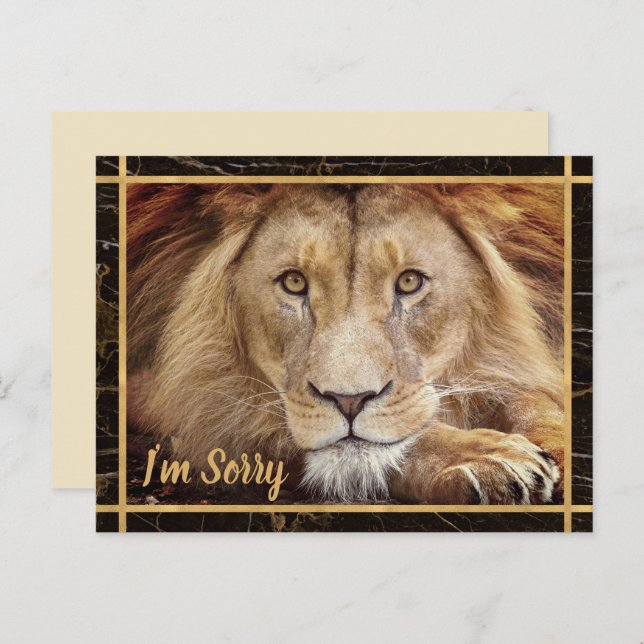 I'm Sorry Lion Photo Image Postcard (Front/Back)