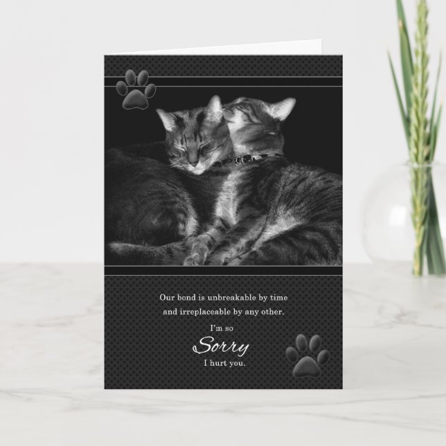 I'm Sorry Please Forgive Me Tabby Cats Card (Front)