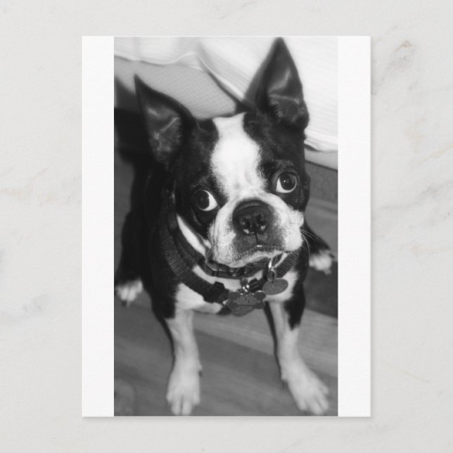 I'M SORRY POSTCARD (Front)