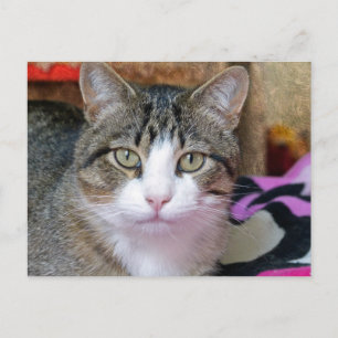 I'm Thinking Cat Postcard