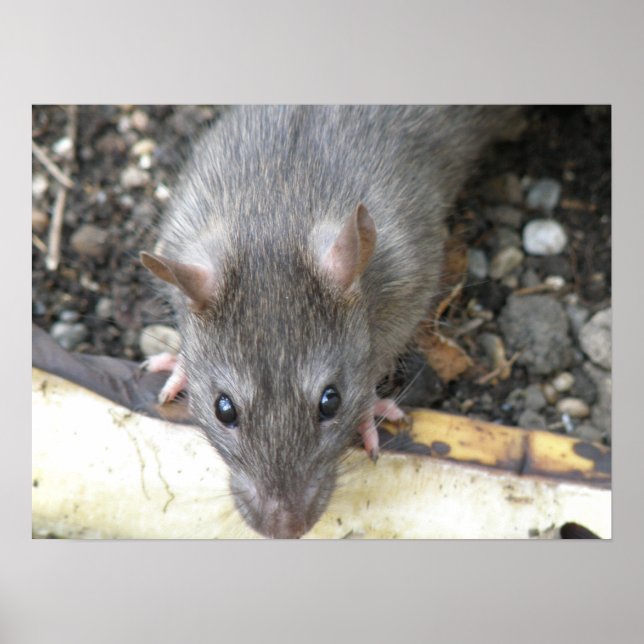 I'm Watching You Rat Print (Front)