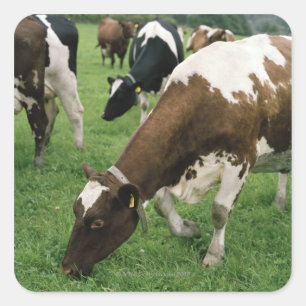 ima28991 square sticker