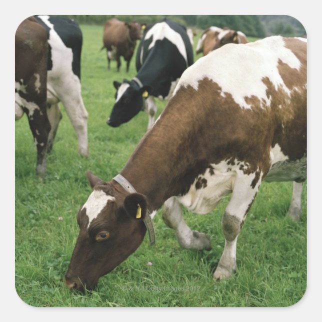 ima28991 square sticker (Front)