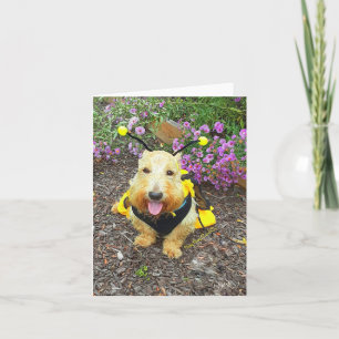 Imabee Smiles Card