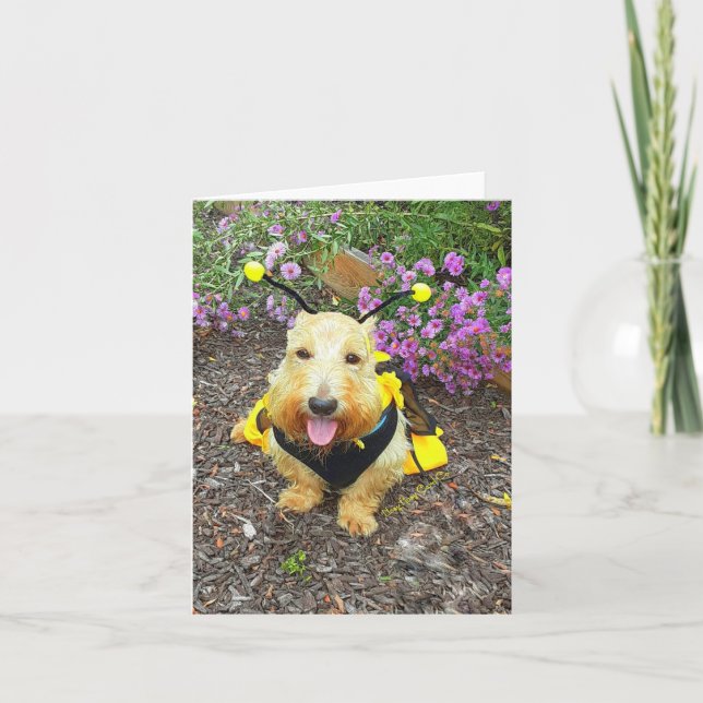 Imabee Smiles Card (Front)