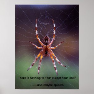 Image of a colorful spider in web poster