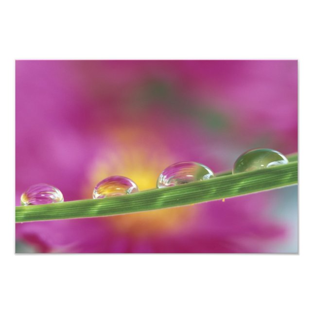 Image of asters formed in water droplets photo print (Front)
