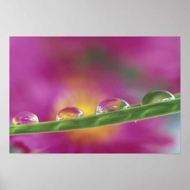 Image of asters formed in water droplets poster (Front)