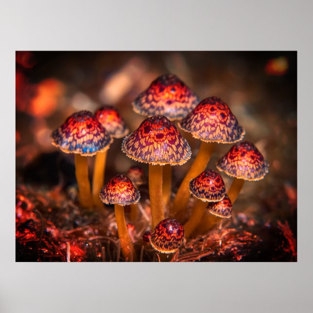 Image of Small Wild Mushrooms on Ocean Floor Wall Poster (Front)