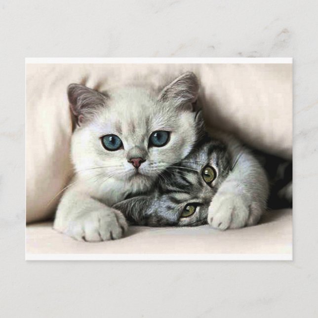 imagem de gata e filho postcard (Front)