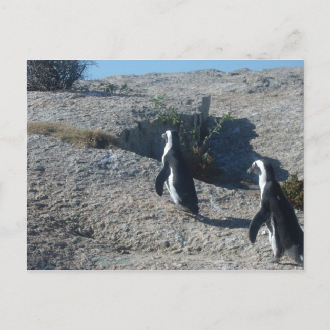 Images of Cape Town Boulders Beach Postcard (Front)