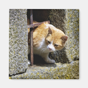 🧲 Imam "Cat Watching in Sayago" Magnet