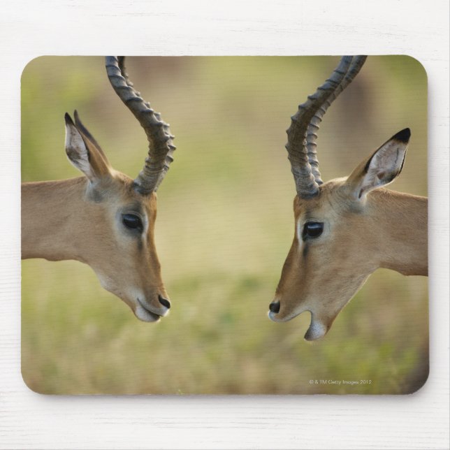 Imapla (Aepyceros melampus) wanting to fight, Mouse Pad (Front)