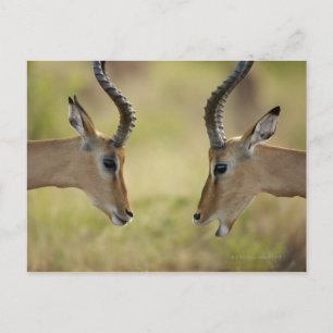 Imapla (Aepyceros melampus) wanting to fight, Postcard