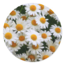 IMG_0066 Daisy Lovers