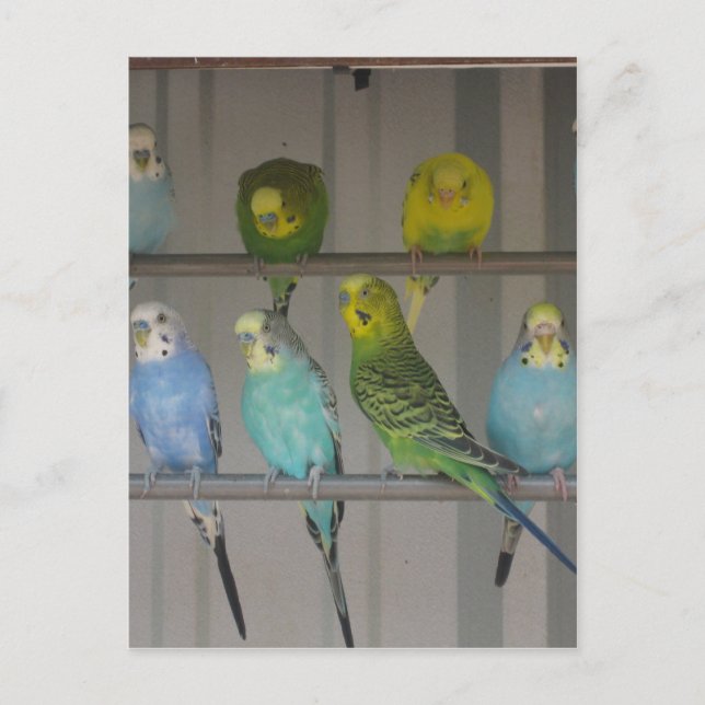 IMG_0348 POSTCARD (Front)