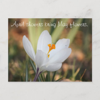 IMG_0371, April showers bring May flowers. Postcard