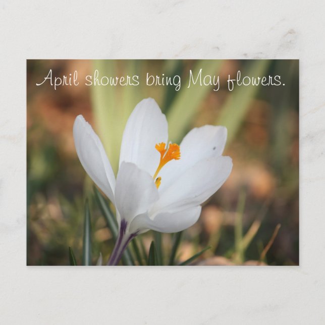 IMG_0371, April showers bring May flowers. Postcard (Front)