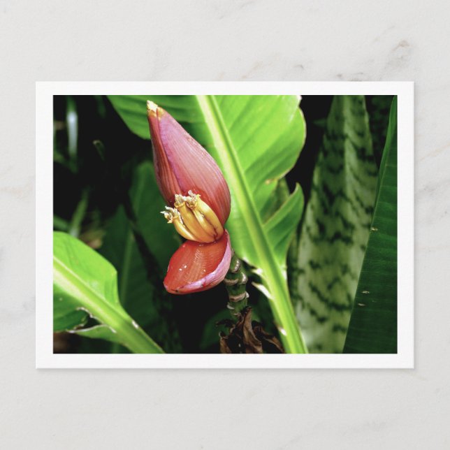 IMG_0432 POSTCARD (Front)