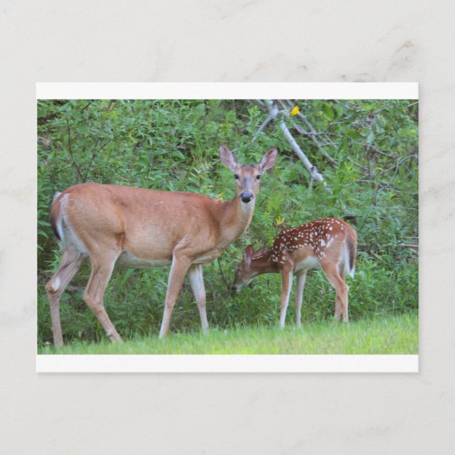 IMG_0494_1 POSTCARD (Front)