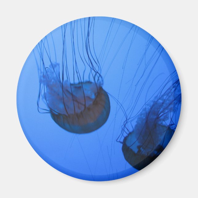 IMG_1319 MAGNET (Front)