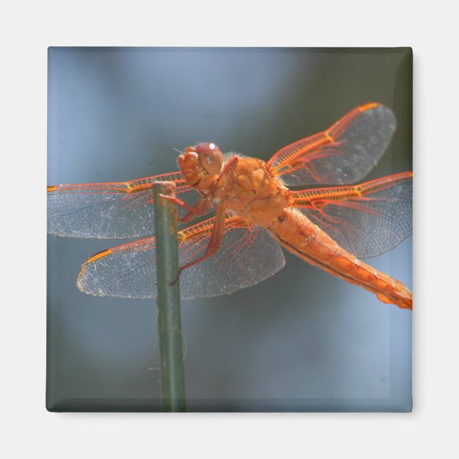 IMG_3251 MAGNET (Front)