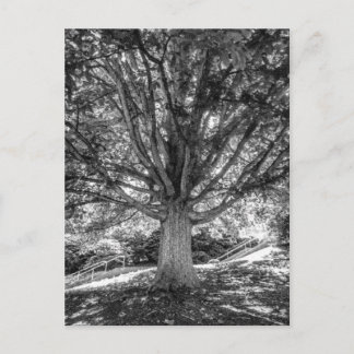 IMG_5219.JPG POSTCARD