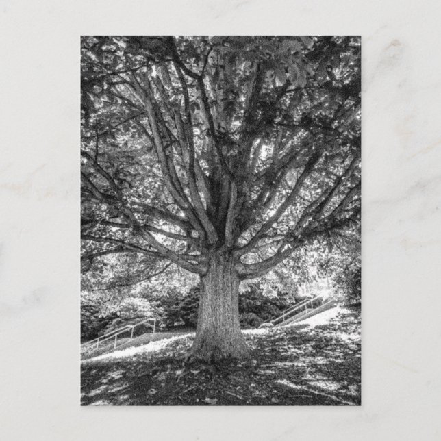 IMG_5219.JPG POSTCARD (Front)