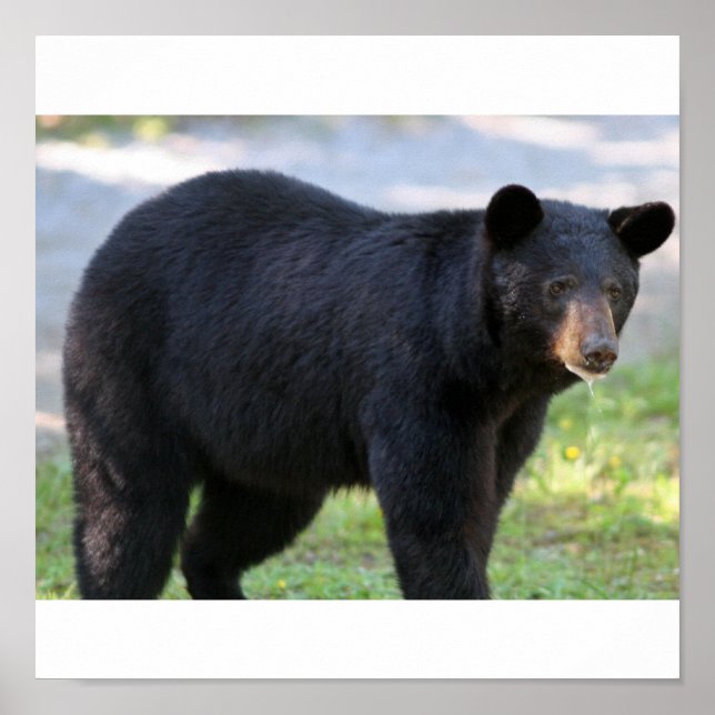 IMG_5587_edited Poster (Front)