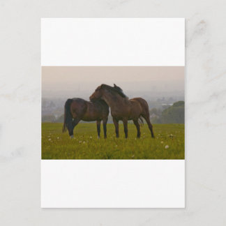 IMG_5764.jpg Postcard