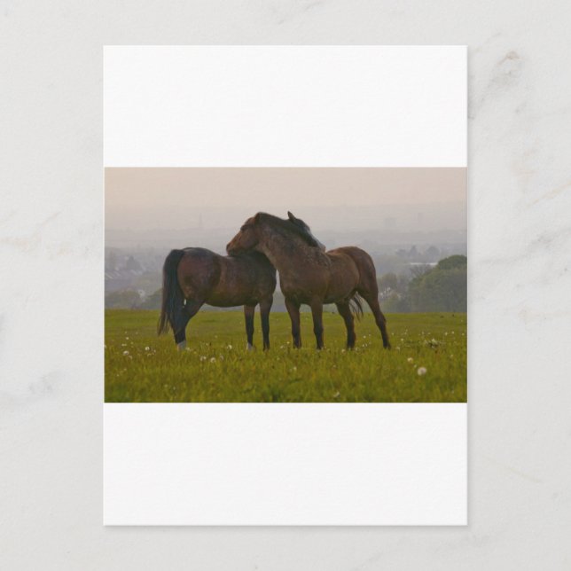 IMG_5764.jpg Postcard (Front)