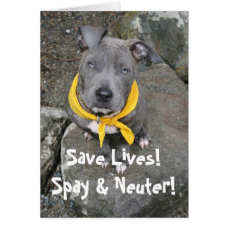 IMG_6802, Save Lives! Spay & Neuter!