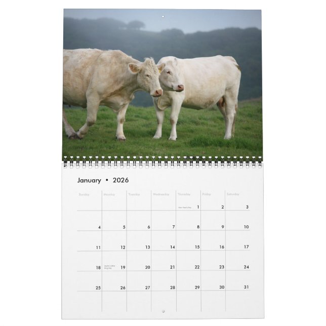 IMG_6979, I Love Cows featuring the Magnificent... Calendar (Jan 2026)