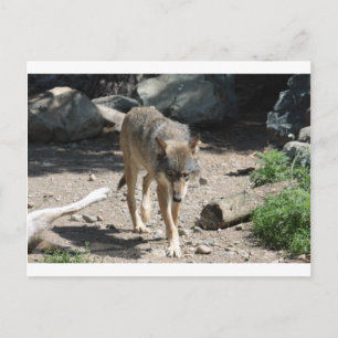 IMG_7805 POSTCARD