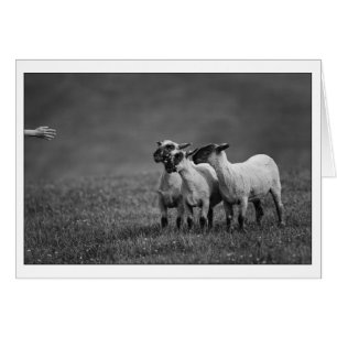 IMG_9504 copy