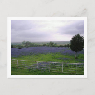 IMGP4300 POSTCARD