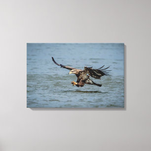 Immature Bald Eagle diving for a fish Canvas Print