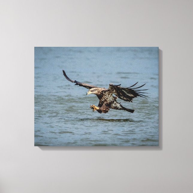 Immature Bald Eagle diving for a fish Canvas Print (Front)