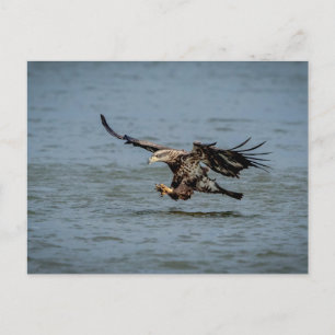 Immature Bald Eagle diving for a fish Postcard