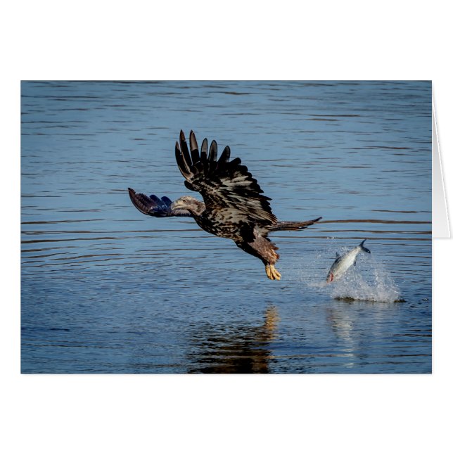 Immature Bald Eagle dropping a fish (Front Horizontal)