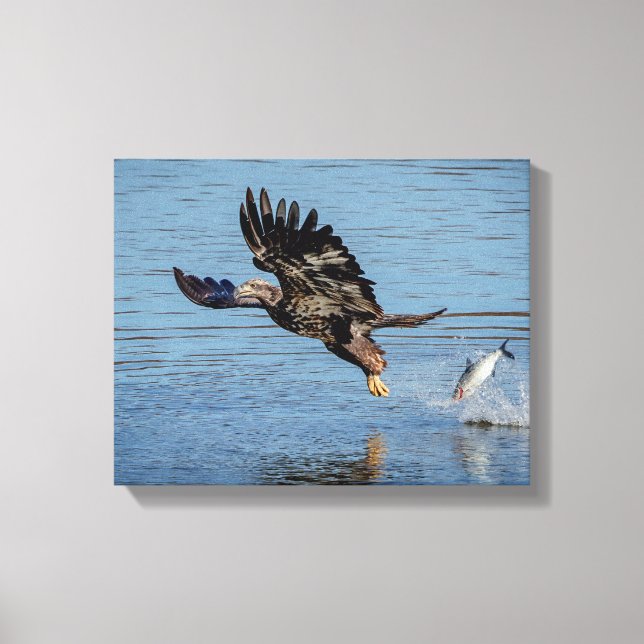 Immature Bald Eagle dropping a fish Canvas Print (Front)