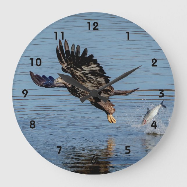 Immature Bald Eagle dropping a fish Large Clock (Front)