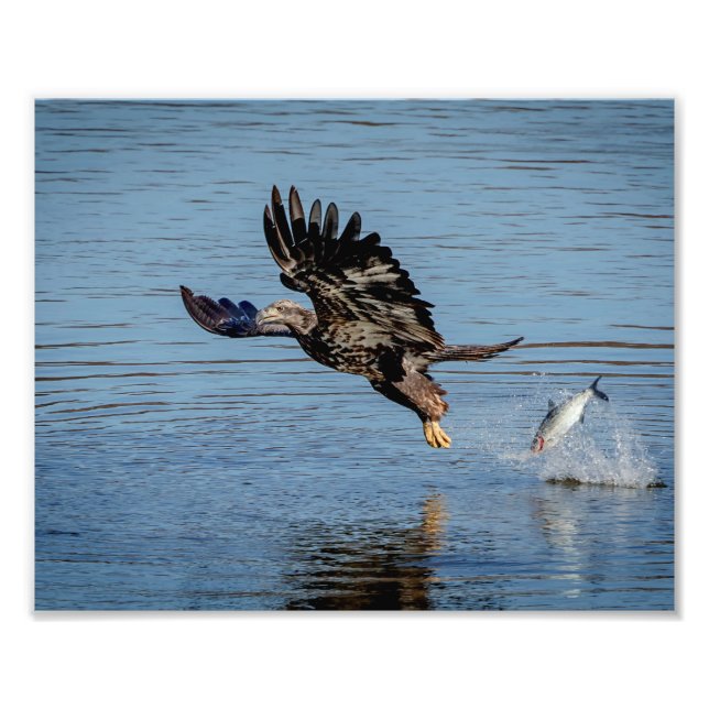 Immature Bald Eagle dropping a fish Photo Print (Front)