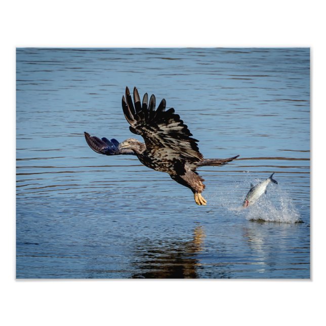 Immature Bald Eagle dropping a fish Photo Print (Front)
