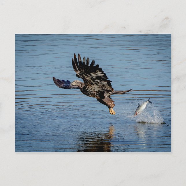 Immature Bald Eagle dropping a fish Postcard (Front)
