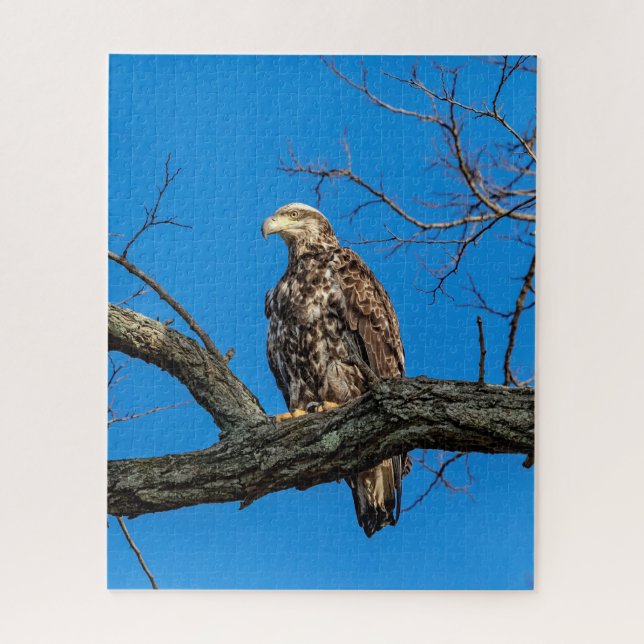 Immature Bald Eagle in Peekskill, NY Jigsaw Puzzle (Vertical)