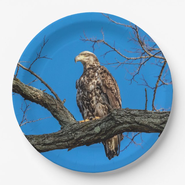 Immature Bald Eagle in Peekskill, NY Paper Plate (Front)