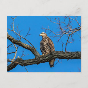 Immature Bald Eagle in Peekskill, NY Postcard